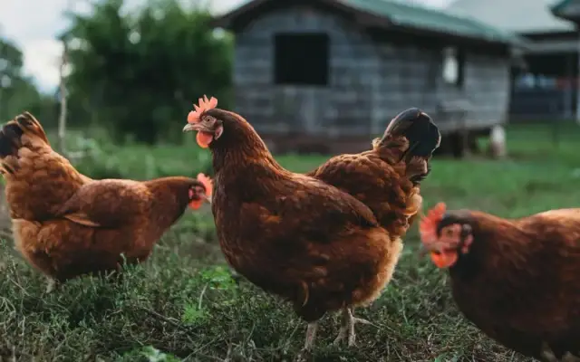Imagen representativa de Terapia asistida con gallinas: un enfoque innovador para el bienestar