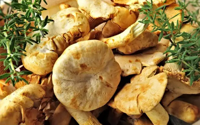 Imagen representativa de Níscalos, delicia de la Serranía de Cuenca