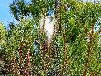 Imagen de portada para Orugas procesionarias: una peligrosa plaga en los pinares