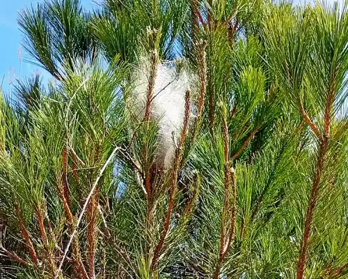 Imagen de portada para Orugas procesionarias: una peligrosa plaga en los pinares