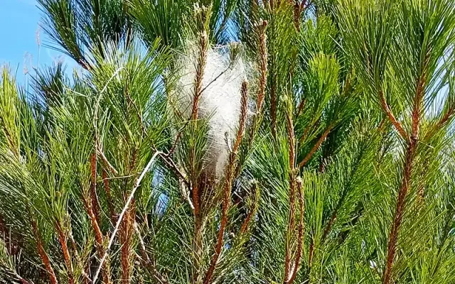 Imagen representativa de Orugas procesionarias: una peligrosa plaga en los pinares