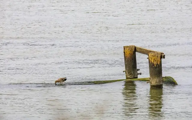 Imagen representativa de Alas sobre el agua: aventura de observación de aves