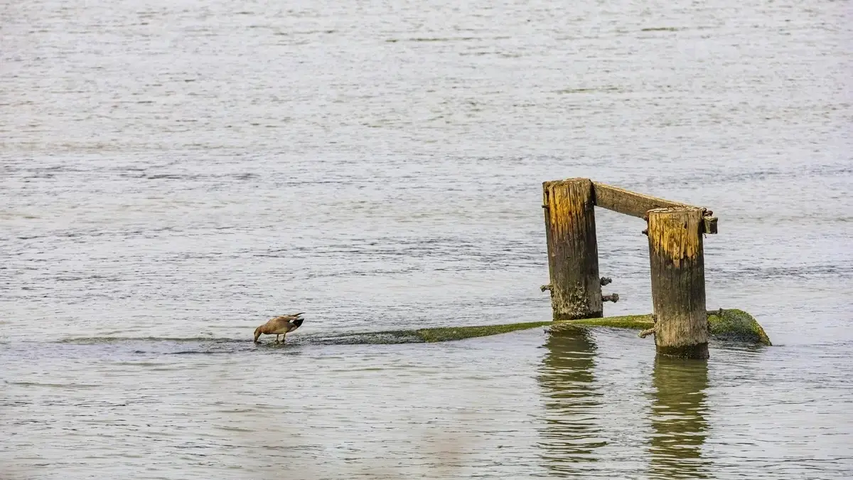 Imagen de la actividad: Alas sobre el agua: aventura de observación de aves