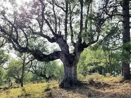 Imagen representativa de El bosque encantado de Carrascosa