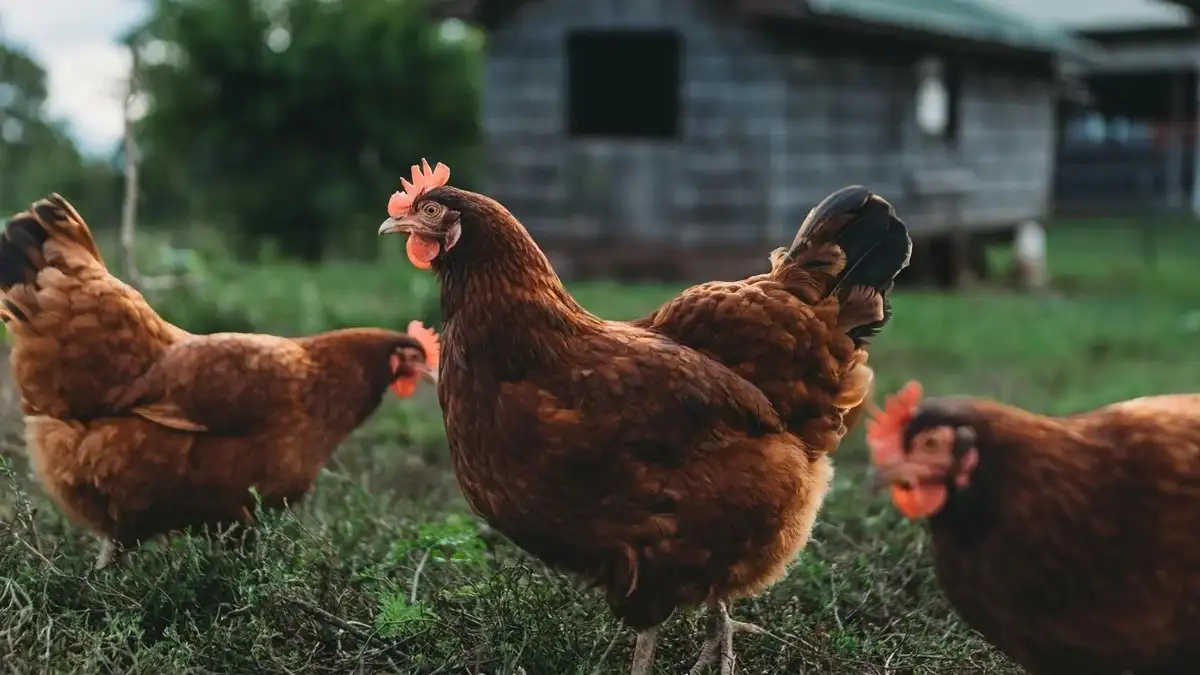 Imagen de portada del artículo: Terapia asistida con gallinas: un enfoque innovador para el bienestar