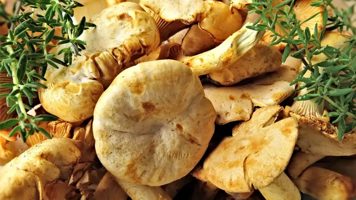 Imagen de portada del artículo: Níscalos, delicia de la Serranía de Cuenca