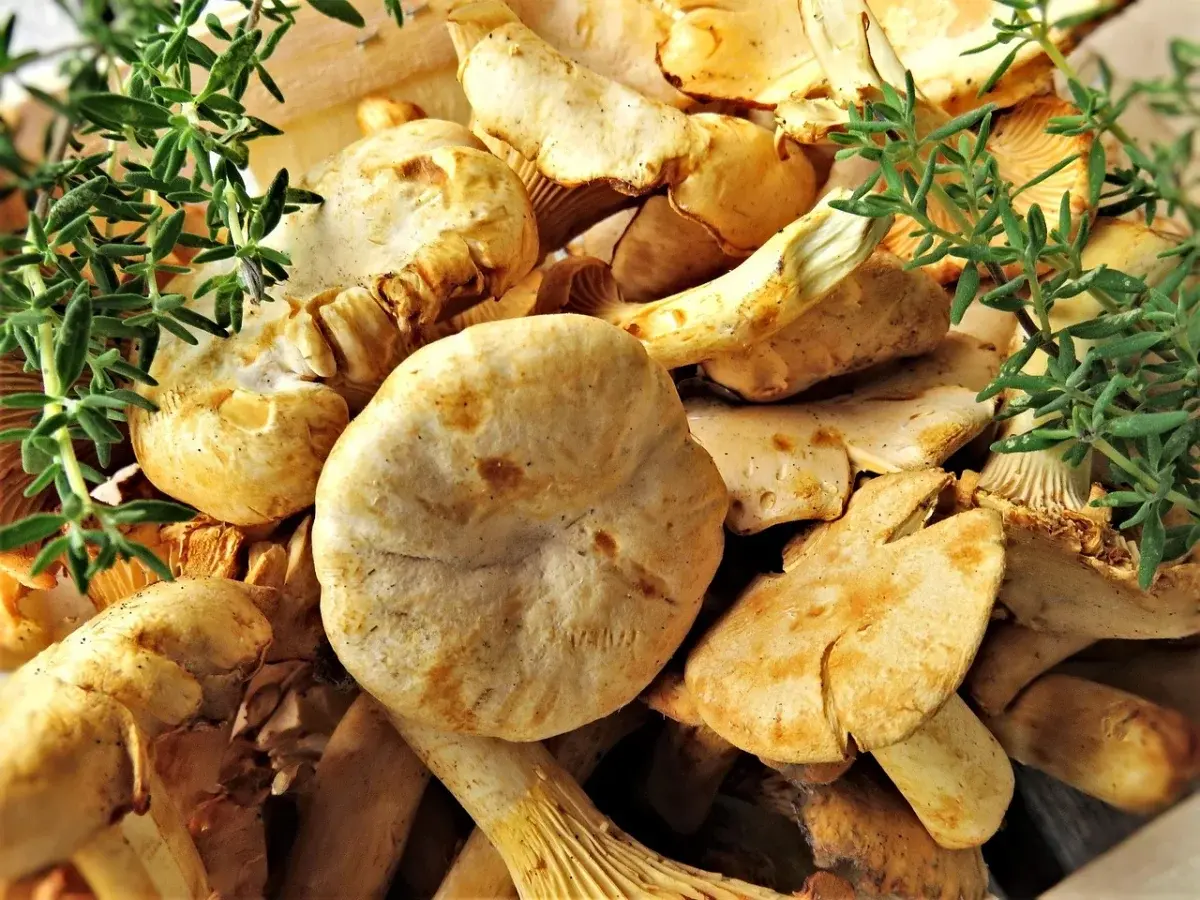 Imagen de portada del artículo: Níscalos, delicia de la Serranía de Cuenca