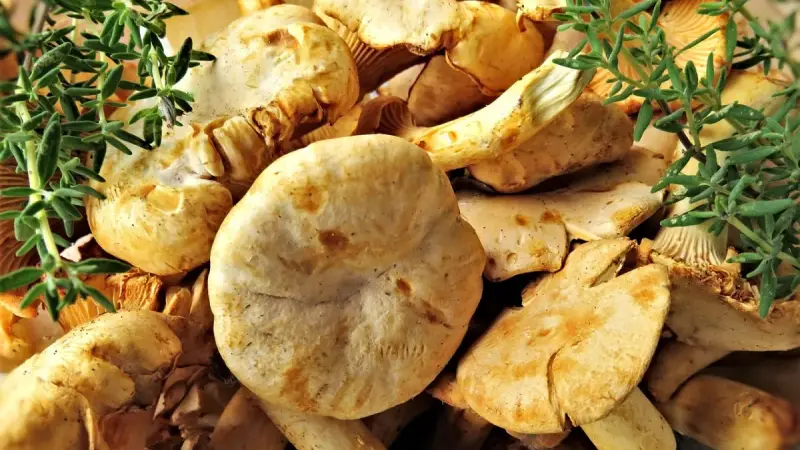 Imagen de portada del artículo: Níscalos, delicia de la Serranía de Cuenca