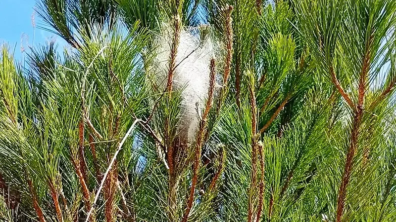 Imagen de portada del artículo: Orugas procesionarias: una peligrosa plaga en los pinares