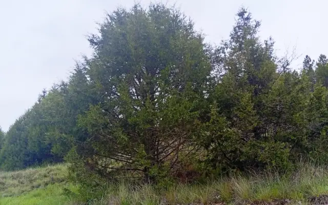 Imagen representativa de Los bosques de sabinas de la Serranía de Cuenca: guardianes silenciosos del paisaje