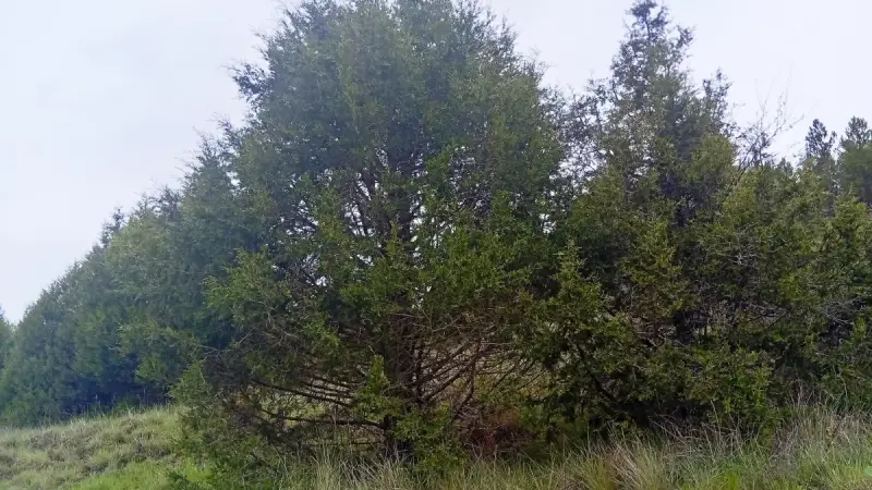 Imagen de portada del artículo: Los bosques de sabinas de la Serranía de Cuenca: guardianes silenciosos del paisaje