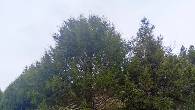 Imagen de portada para Los bosques de sabinas de la Serranía de Cuenca: guardianes silenciosos del paisaje