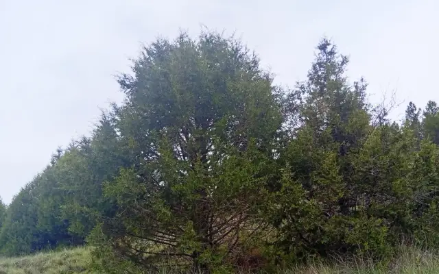 Imagen representativa de Los bosques de sabinas de la Serranía de Cuenca: guardianes silenciosos del paisaje