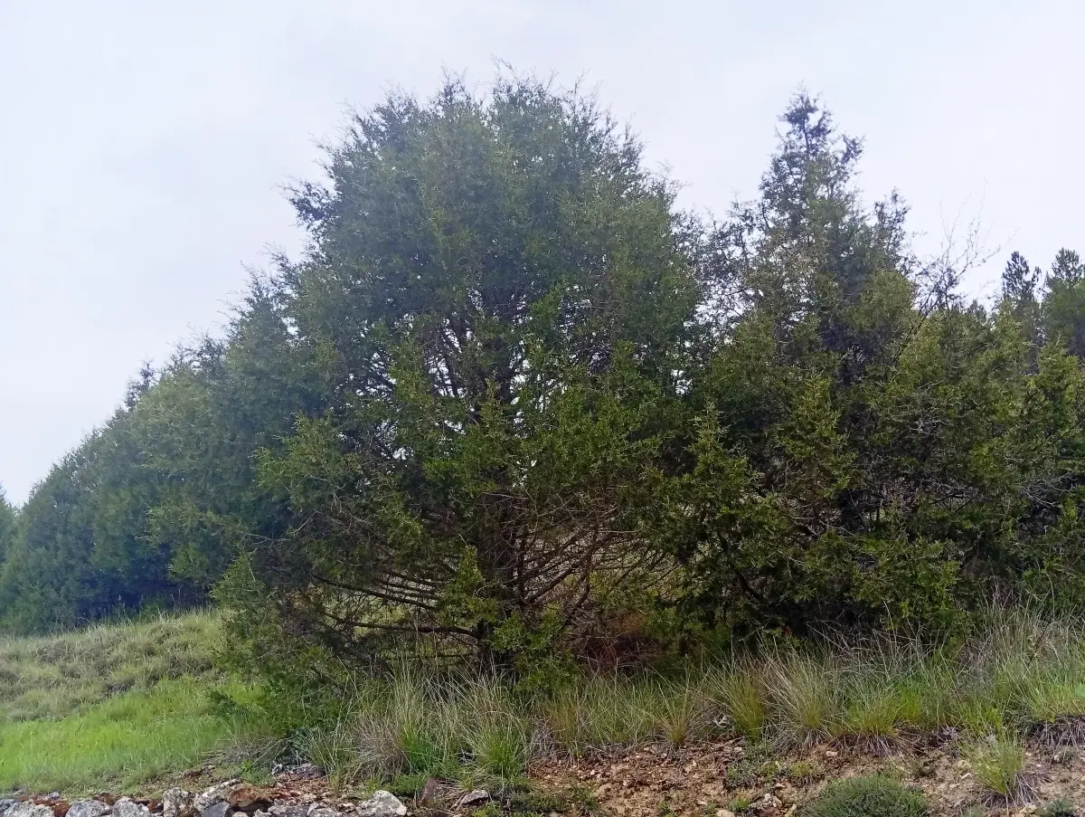Imagen de portada del artículo: Los bosques de sabinas de la Serranía de Cuenca: guardianes silenciosos del paisaje