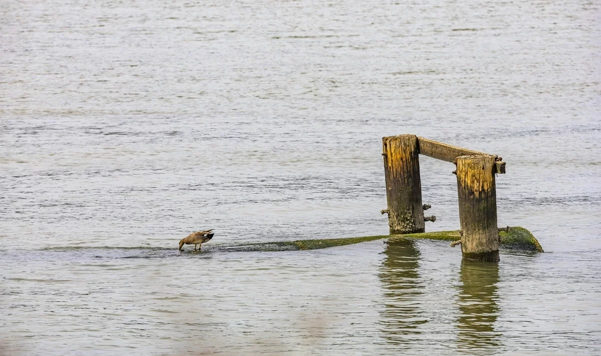 Imagen de la actividad Alas sobre el agua: aventura de observación de aves