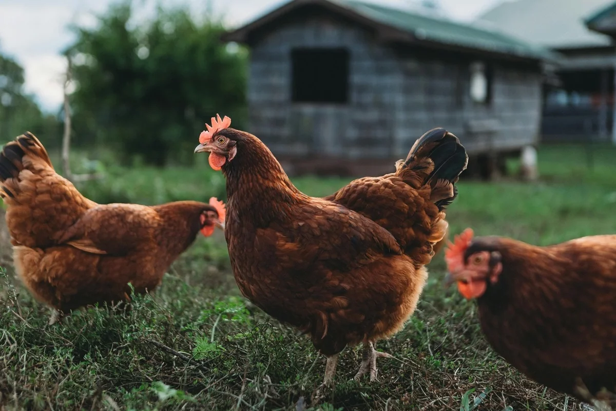 Imagen de portada del artículo: Terapia asistida con gallinas: un enfoque innovador para el bienestar