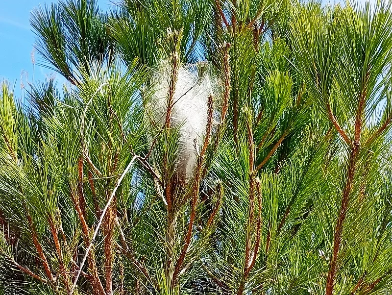 Imagen de portada del artículo: Orugas procesionarias: una peligrosa plaga en los pinares