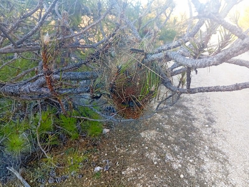 Orugas procesionarias: una peligrosa plaga en los pinares Orugas procesionarias: una peligrosa plaga en los pinares